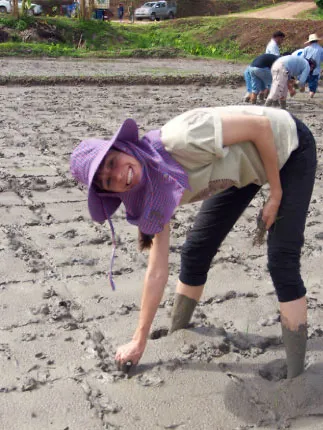 Women wearing purple hat bent over in rice field planting rice