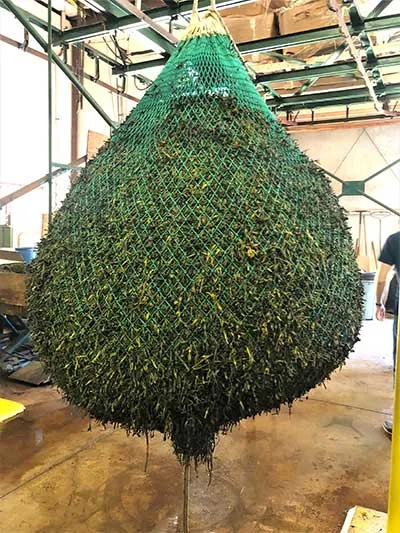 seaweed in net being harvested
