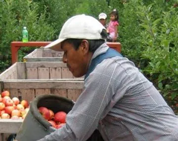 farmer gathering apples