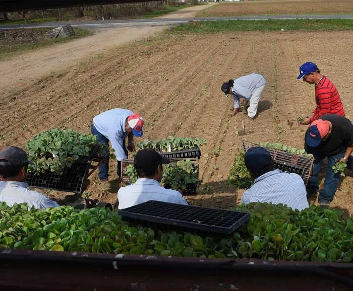 workers plant cabbage